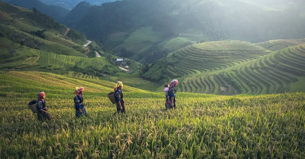 Wo liegen die bunten Reisfelder von Sapa in Vietnam?
