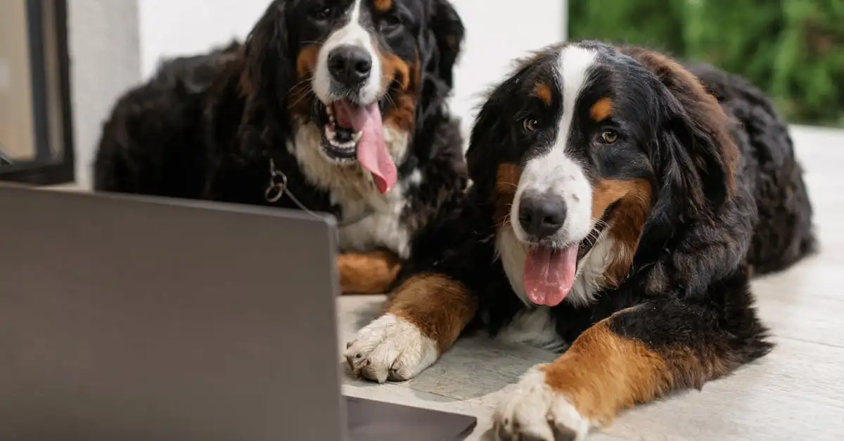 Warum grollen Hunde, wenn sie warnen wollen?