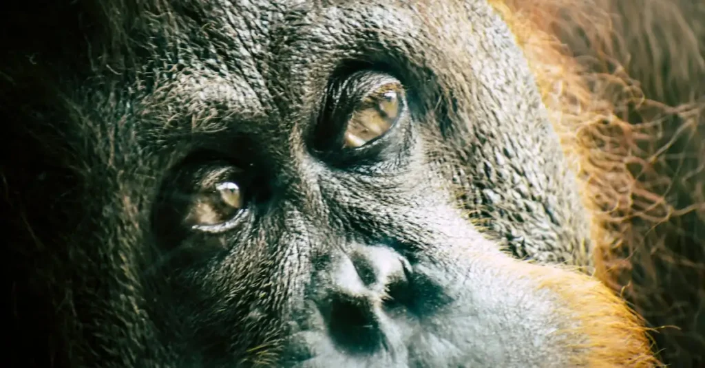 Warum ist Borneo für seinen Regenwald so berühmt?