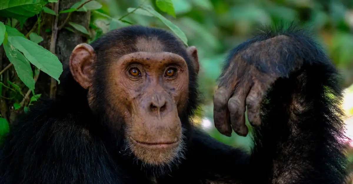 Warum ist Borneo für seinen Regenwald so berühmt?