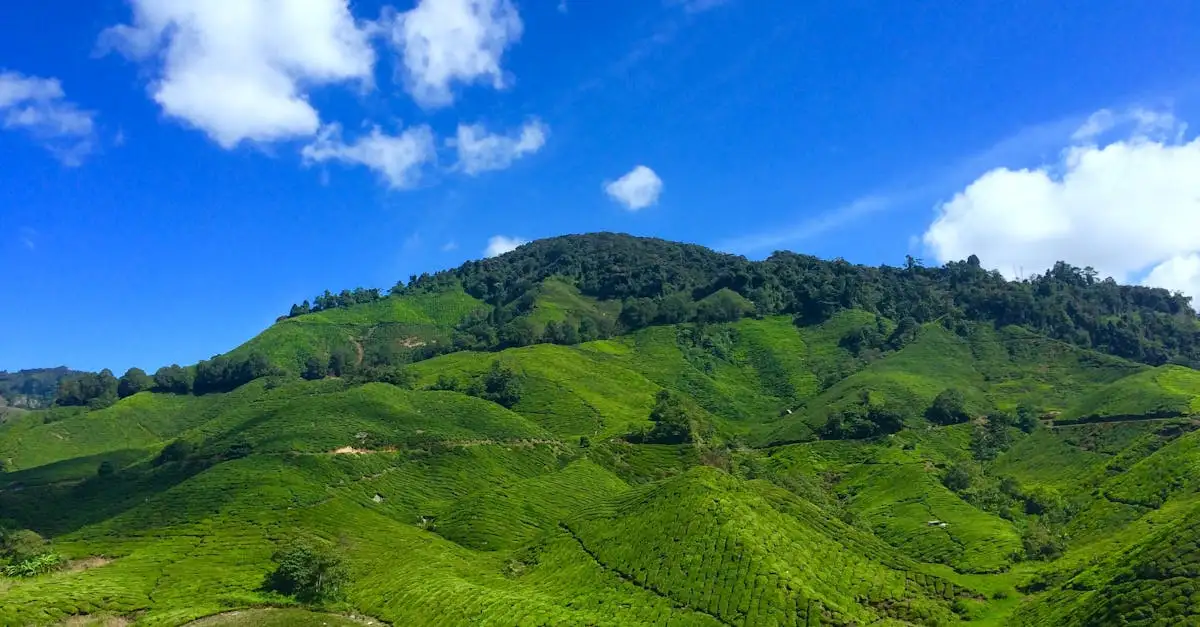 Was kann man in den grünen Hügeln der Cameron Highlands tun?