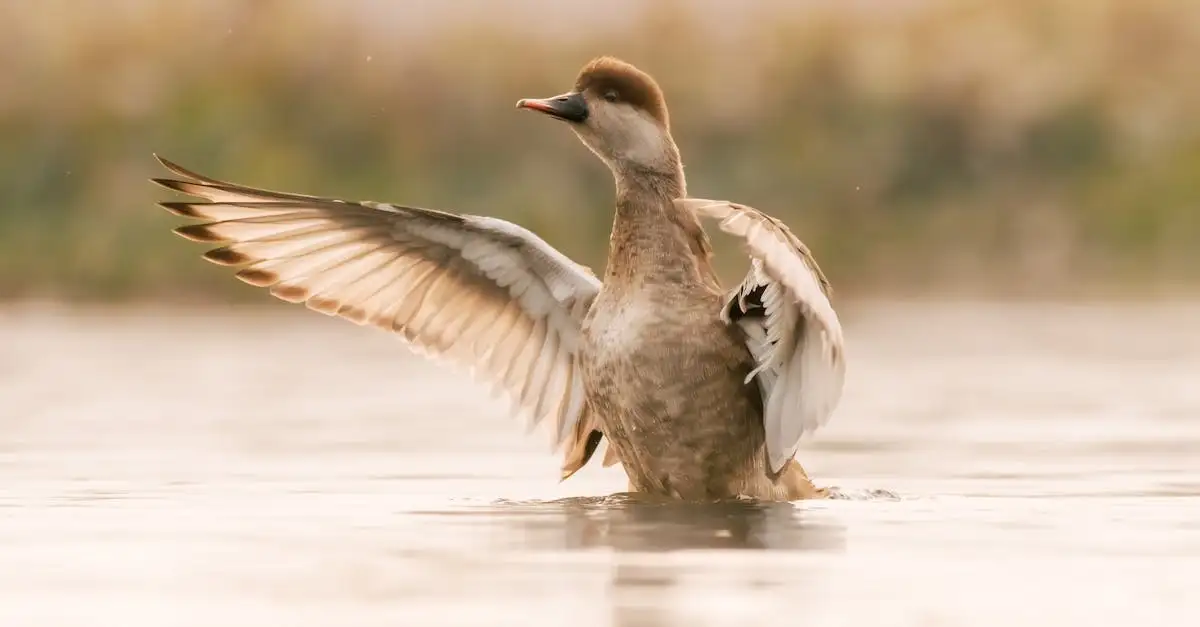 Welche Tiere leben im Lake Chilwa, Malawi?