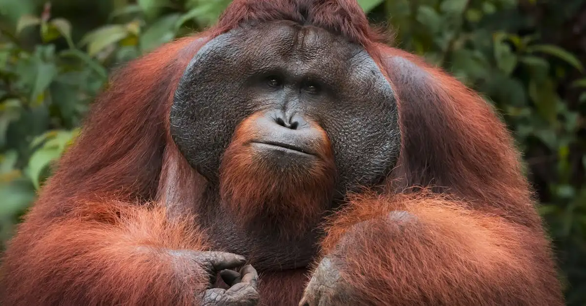 Wie kommunizieren Orang-Utans effektiv im Regenwald?