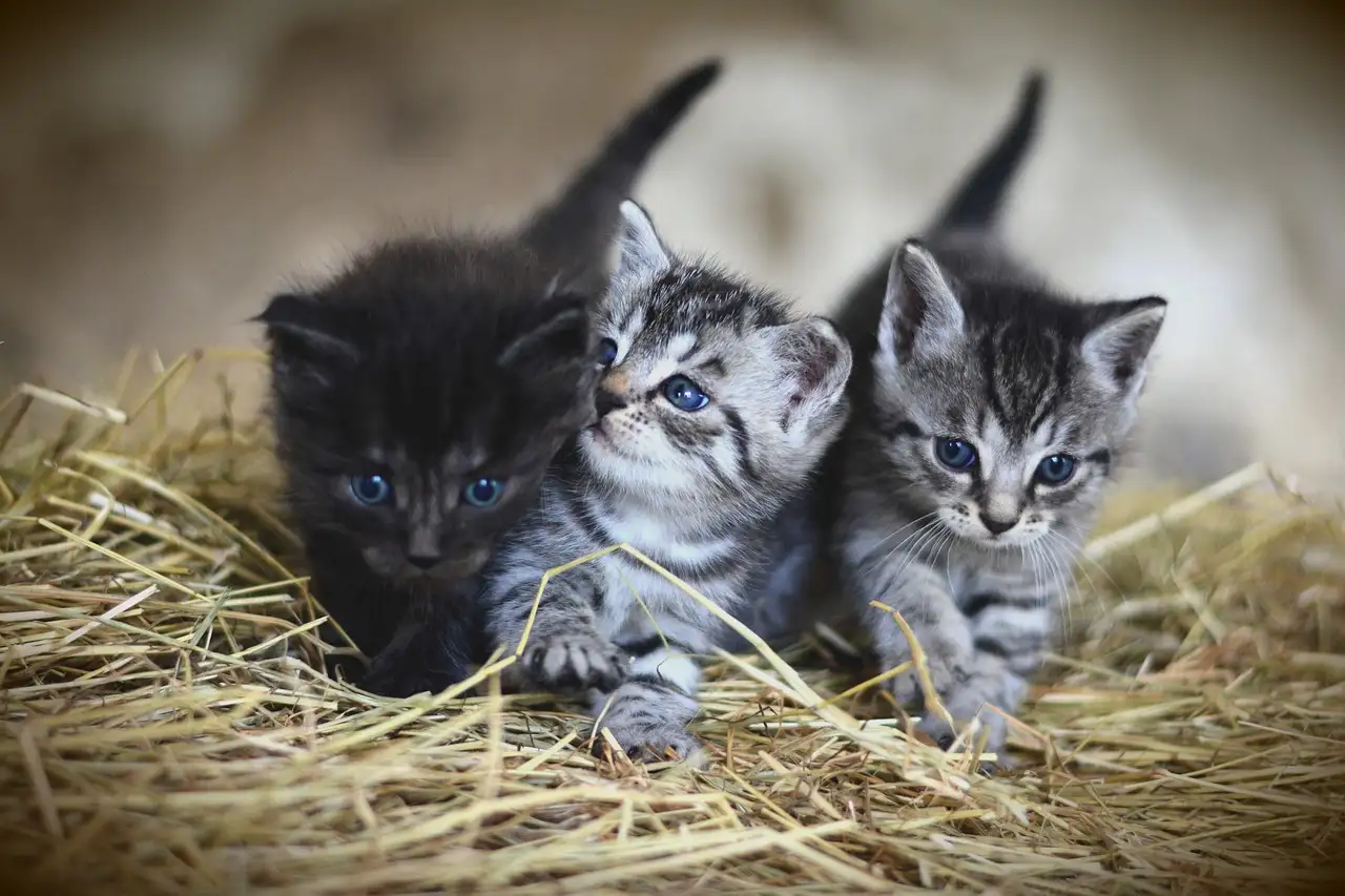 Wie schützen Katzen unsere Lebensmittelvorräte vor Nagetieren?