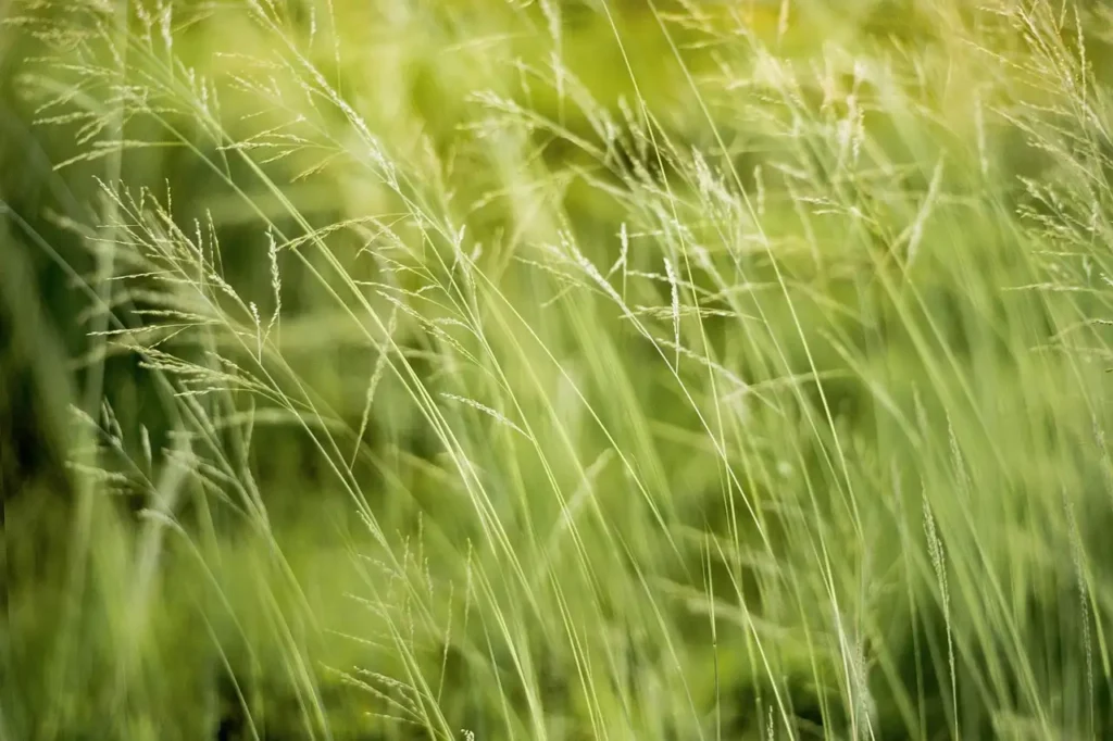 Wie schützten Indianer über Jahrhunderte die Umwelt?