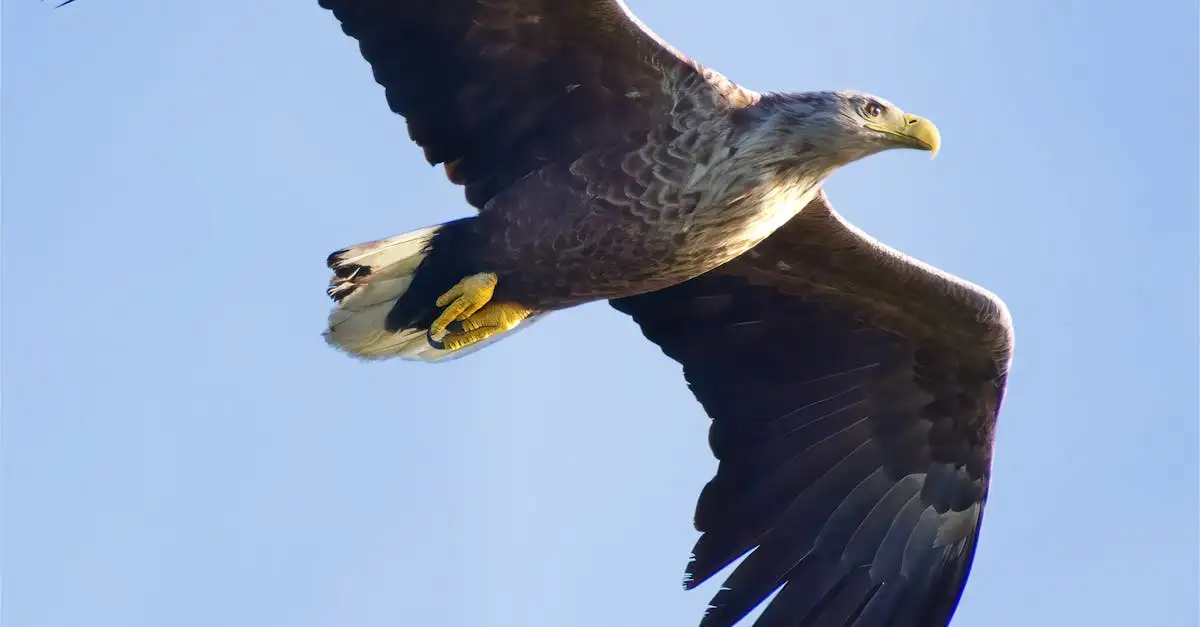Wie weit kann ein Adler wirklich sehen? Entdecken Sie es hier!