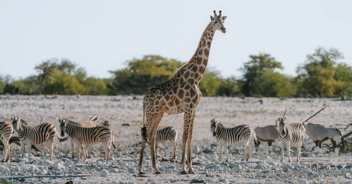 Wo wilde Tiere im Etosha-Nationalpark, Namibia, beobachten?