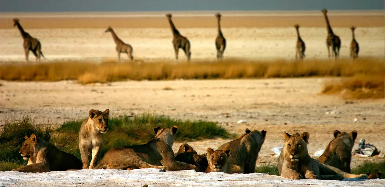 Wo wilde Tiere im Etosha-Nationalpark, Namibia, beobachten?