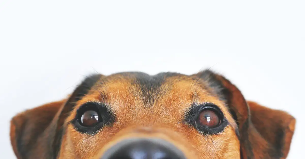 Können Hunde Farben sehen? Entdecken Sie die Antwort hier!