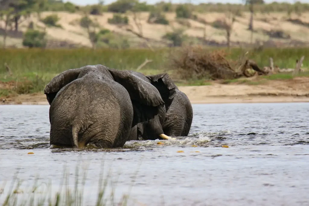 Was macht das Okavangodelta in Botswana so einzigartig?