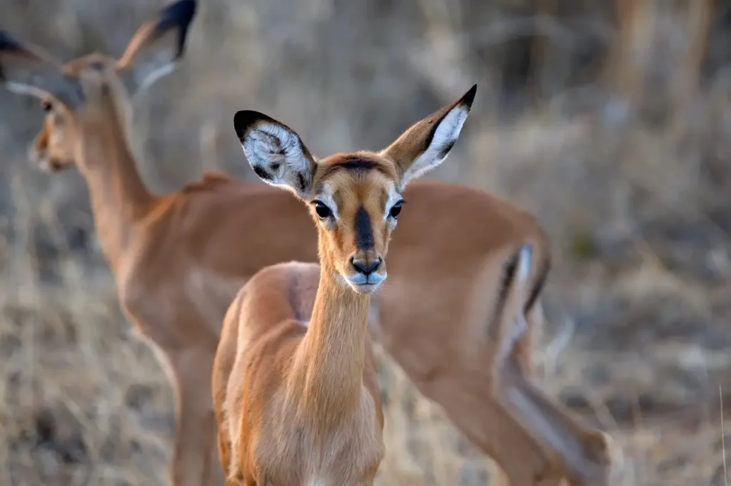 Was sind die 3 besten Sehenswürdigkeiten in Kenia?