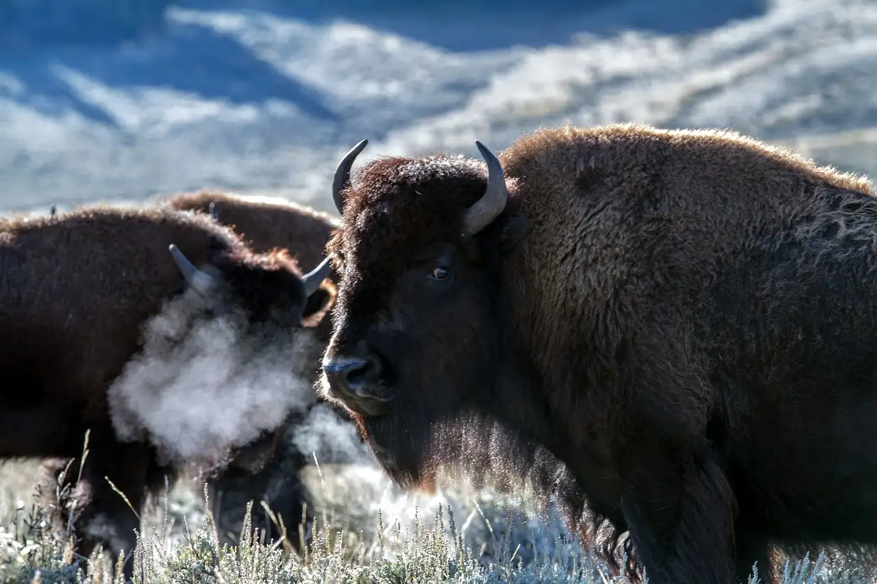 Was steckt hinter der Geschichte des weißen Bison?
