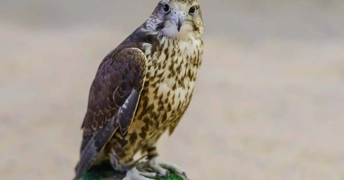 Welche Eigenschaften machen Habicht und Adler zu Top-Jägern?