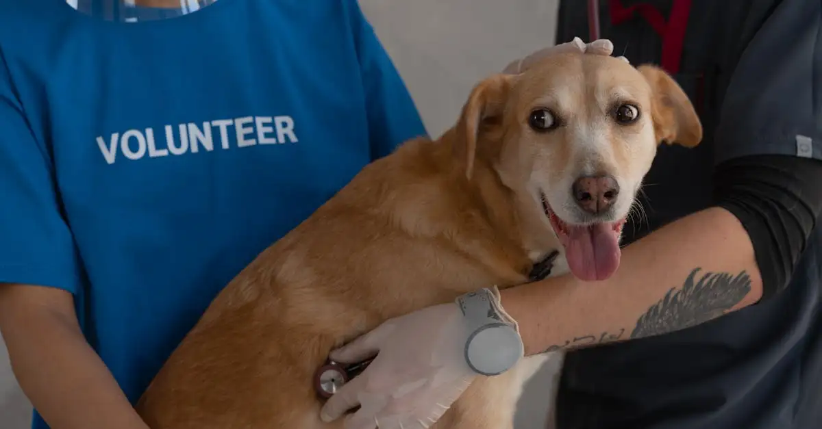 Welche Länder haben die strengsten Gesetze zum Tierschutz für Hunde?