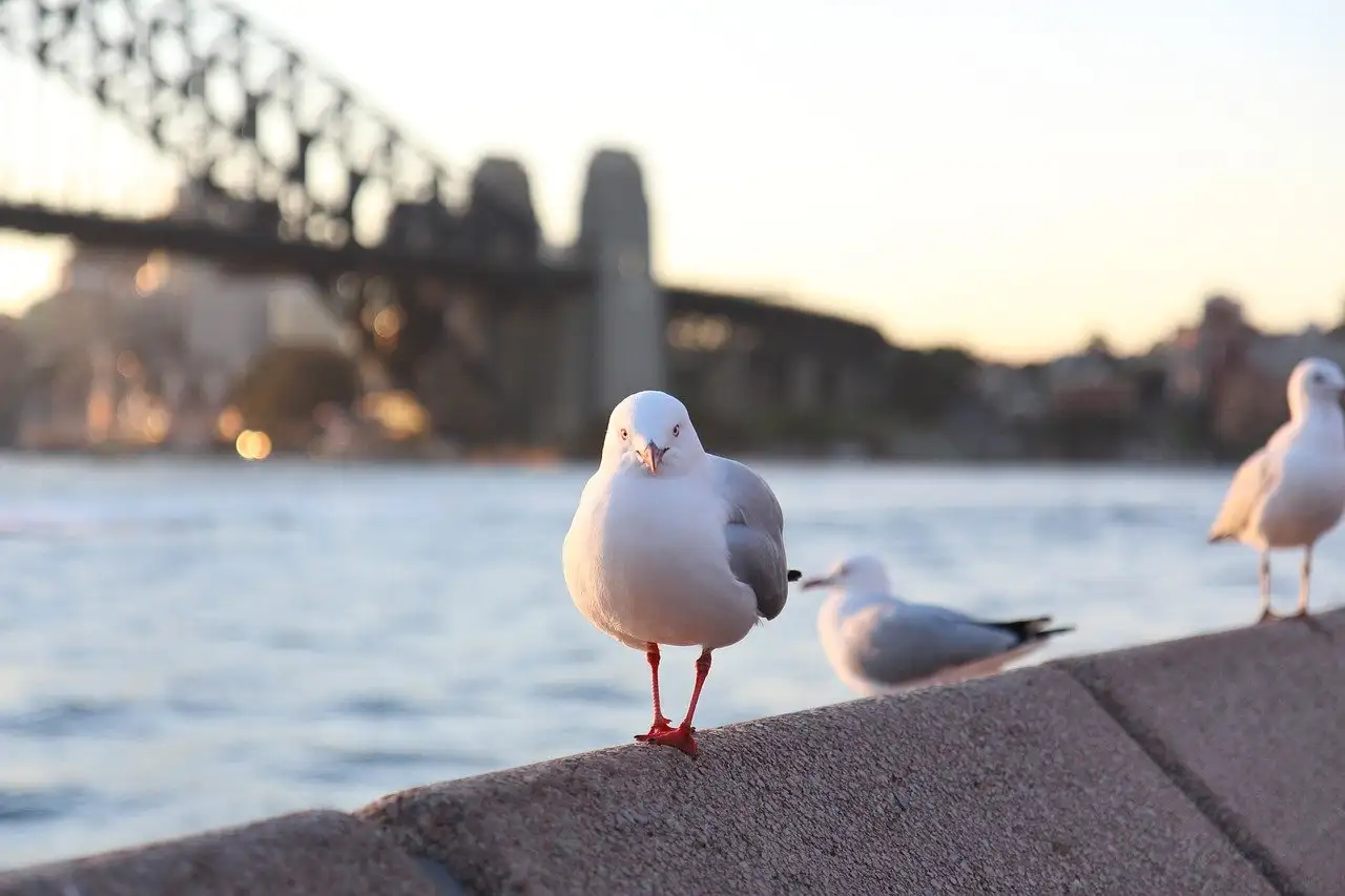 Wo befindet sich der Sydney FC in Australien?