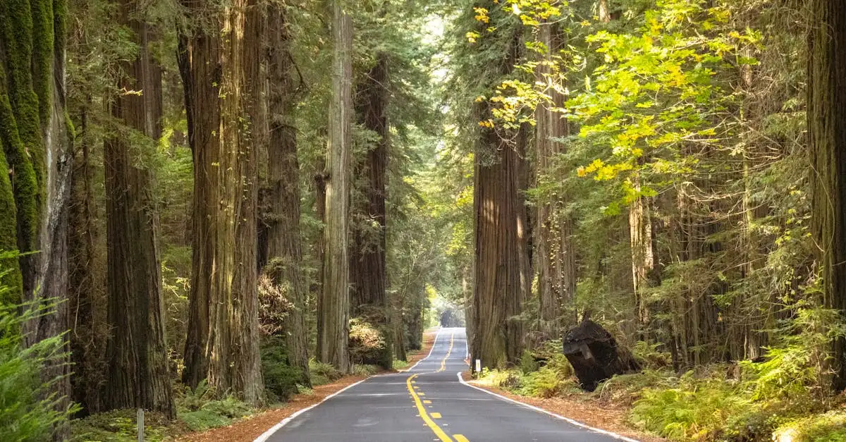 Wo sind die berühmten Redwood-Wälder in den USA?