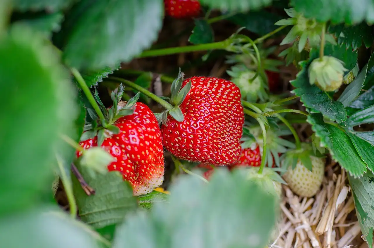 Ab wie vielen Gramm Erdbeeren sind sie gefährlich für dich?