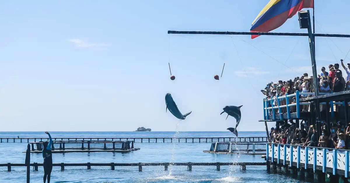 Können Delfine sich tatsächlich mit Namen rufen?