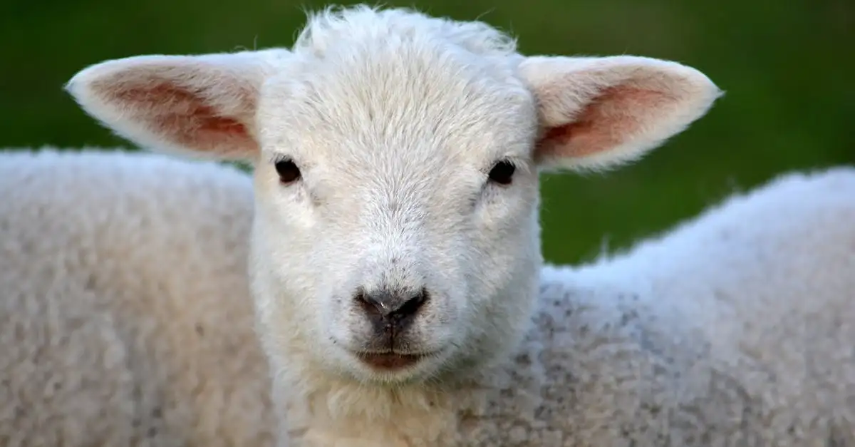 Können Schafe Gesichter erkennen? Finde es hier heraus!