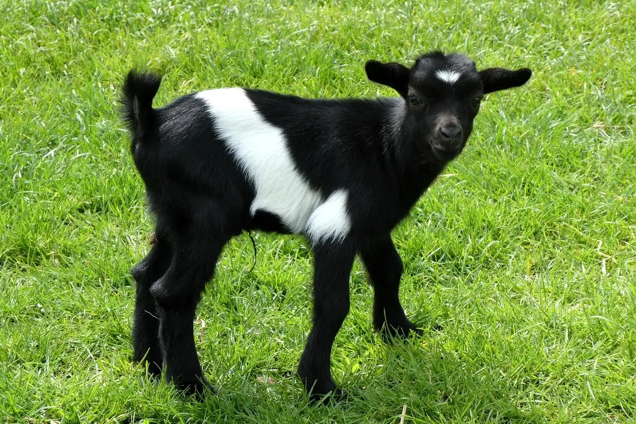 Können Tiere ihren eigenen Geruch wirklich wahrnehmen?