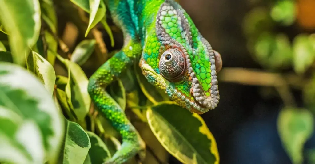 Warum ändern Chamäleons ihre Farbe? Finde es hier heraus!