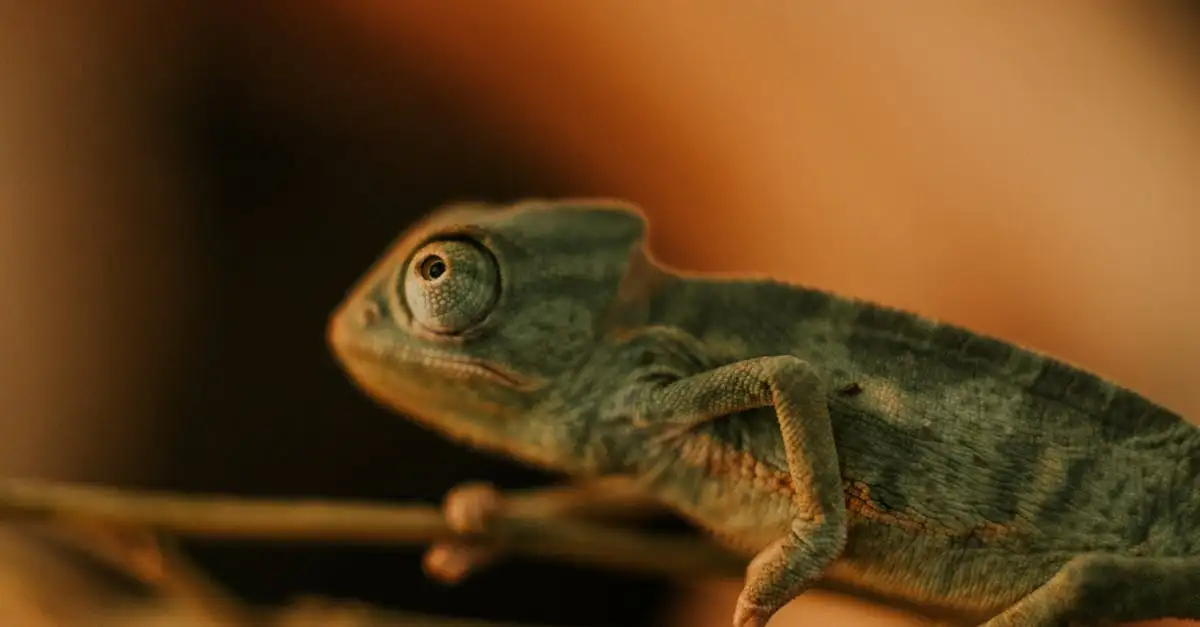 Warum ändern Chamäleons ihre Farbe? Finde es hier heraus!