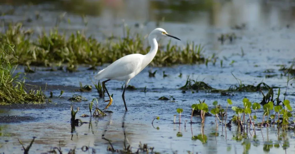 Warum ist der Lake Okeechobee entscheidend für Floridas Wasser?