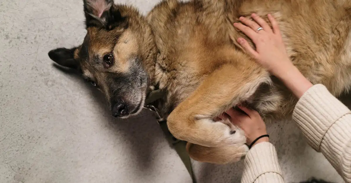 Warum sind Deutsche Schäferhunde die perfekten Diensthunde?