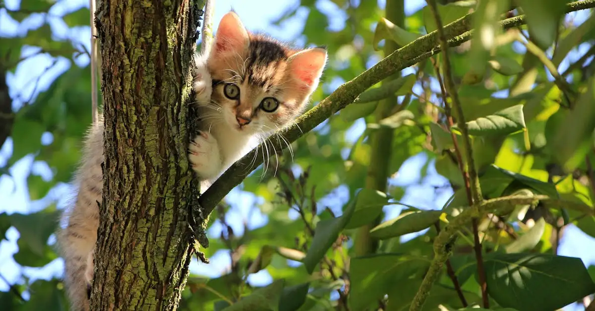 Warum sind Katzen die besten Kletterer der Tierwelt?