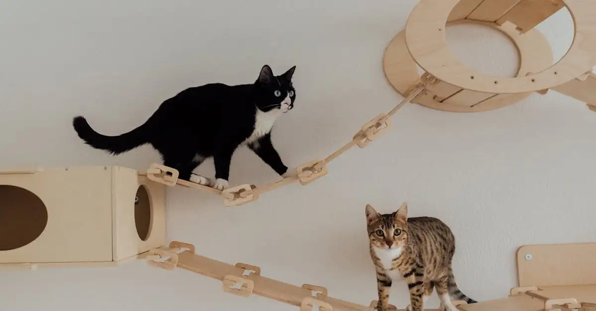 Warum sind Katzen die besten Kletterer der Tierwelt?