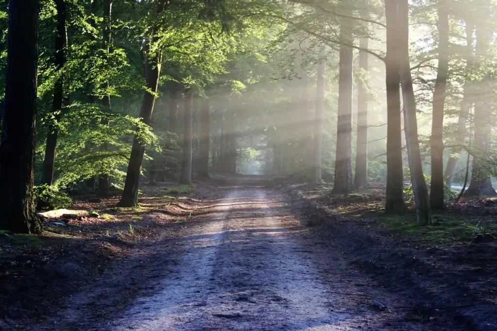Was ist der Trail of Tears und warum ist er bedeutend?