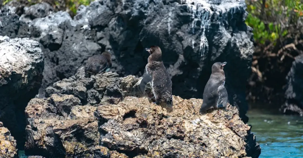 Was macht die Galapagosinseln in Ecuador so einzigartig?