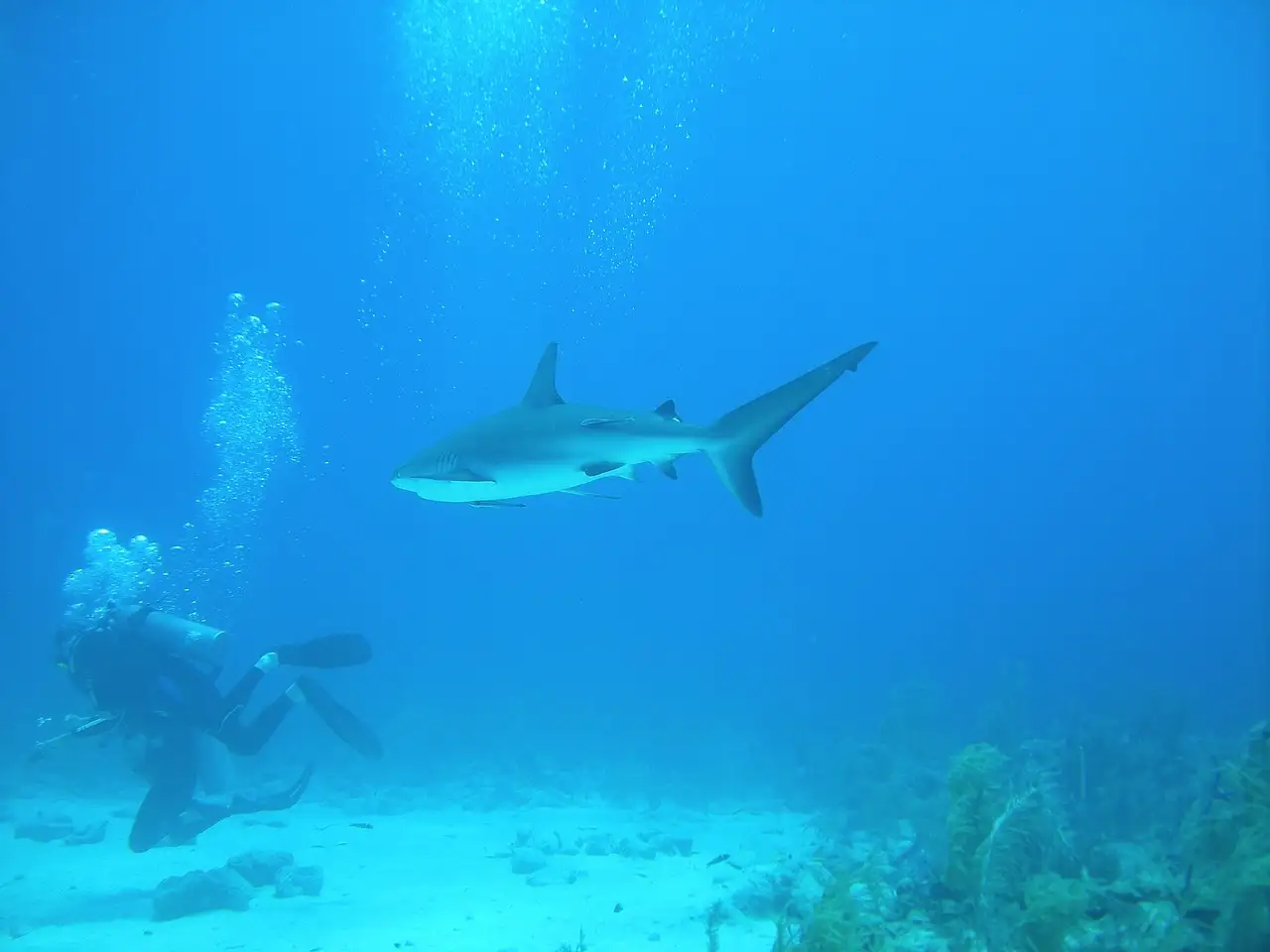 Was sind die besten Aktivitäten und Veranstaltungen auf den Bahamas?