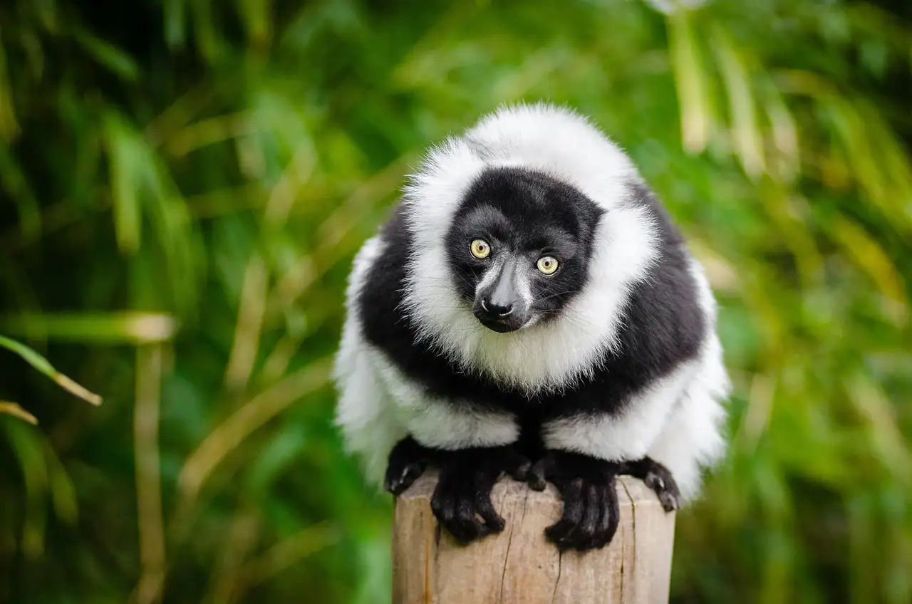 Was sind die drei besten Sehenswürdigkeiten in Madagaskar?