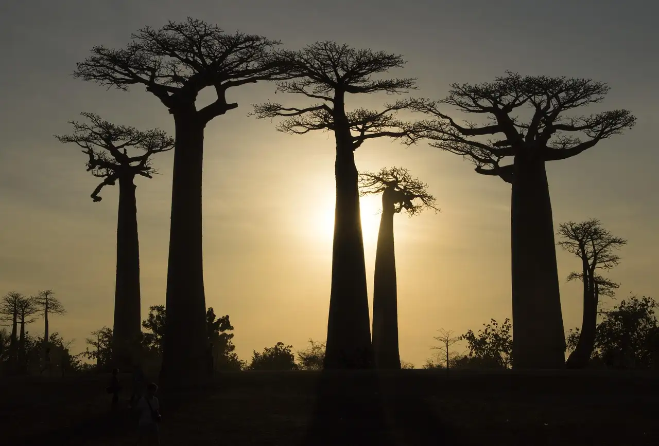Was sind die drei besten Sehenswürdigkeiten in Madagaskar?
