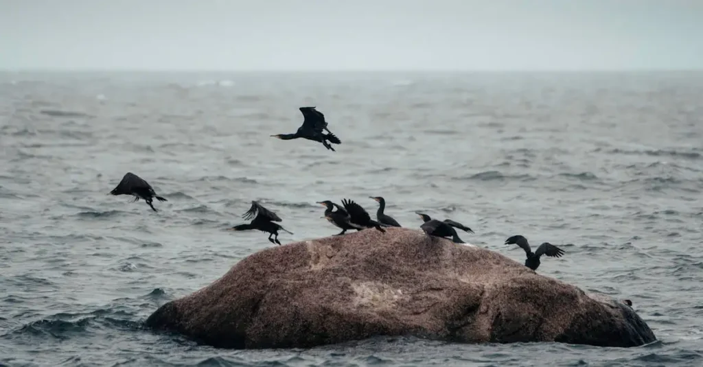 Was zeichnet Tauchvögel wie den Kormoran aus?