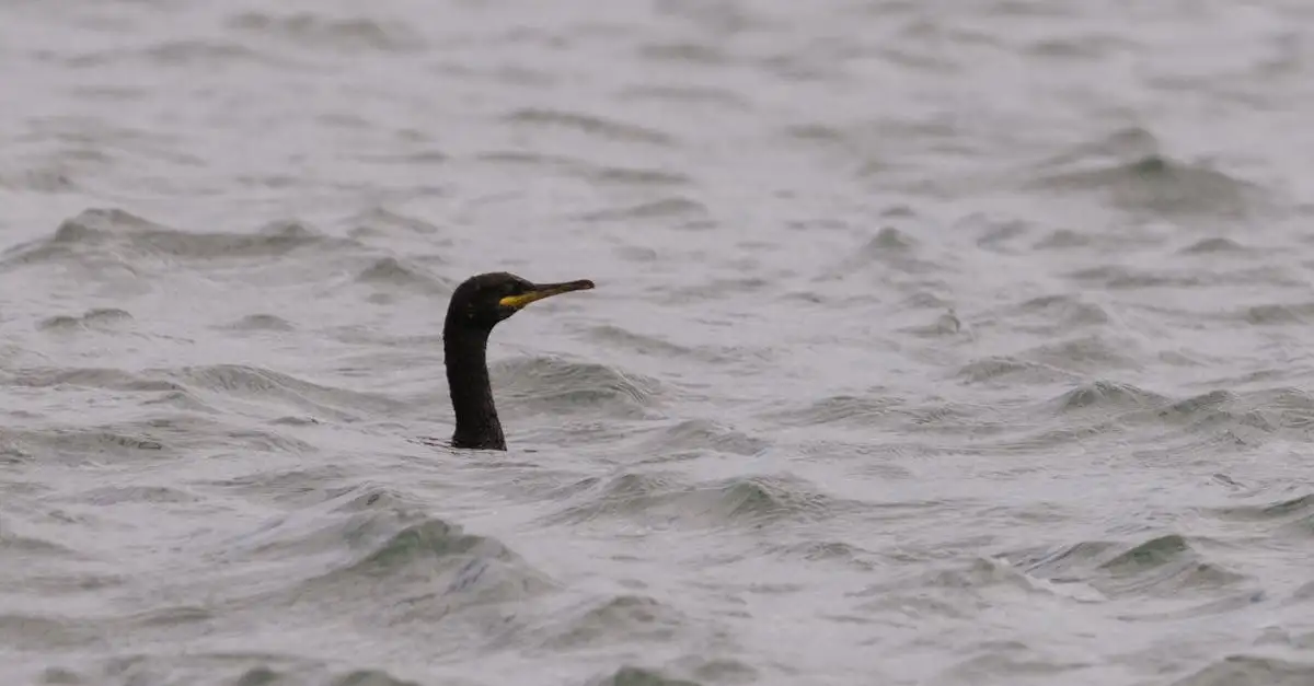 Was zeichnet Tauchvögel wie den Kormoran aus?