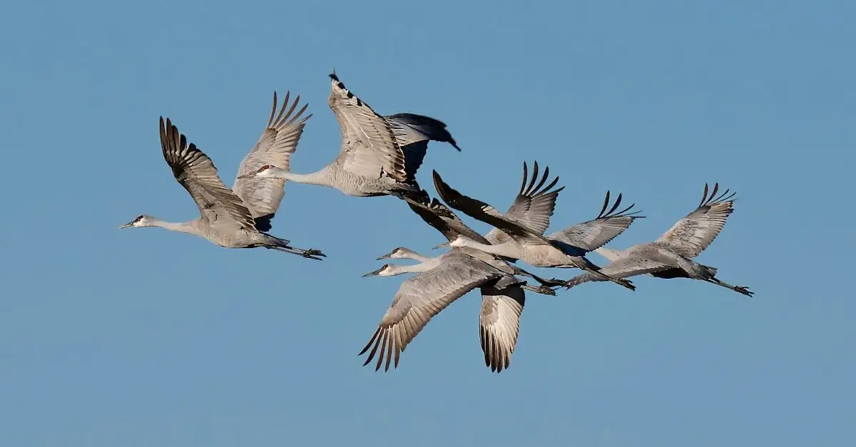 Welche Vögel bauen Balzarenen wie Prunkvögel?