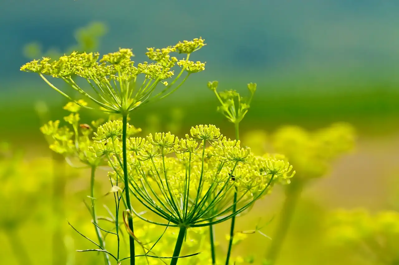 Welche Vorteile hat Fenchel bei Magenbeschwerden?