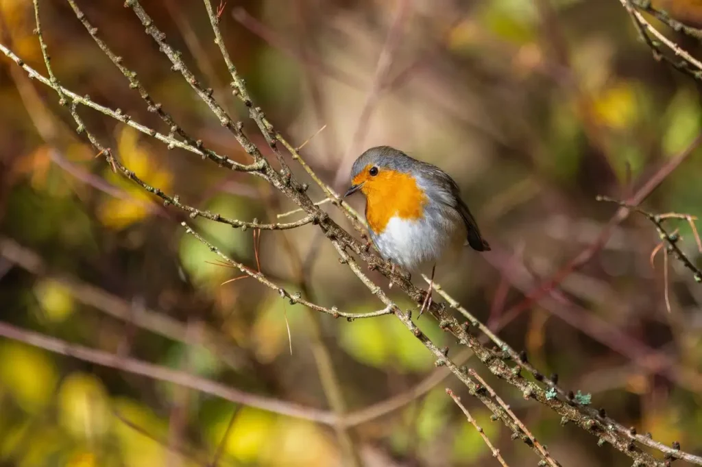 Wie lernen Vögel zu sprechen und zu kommunizieren?
