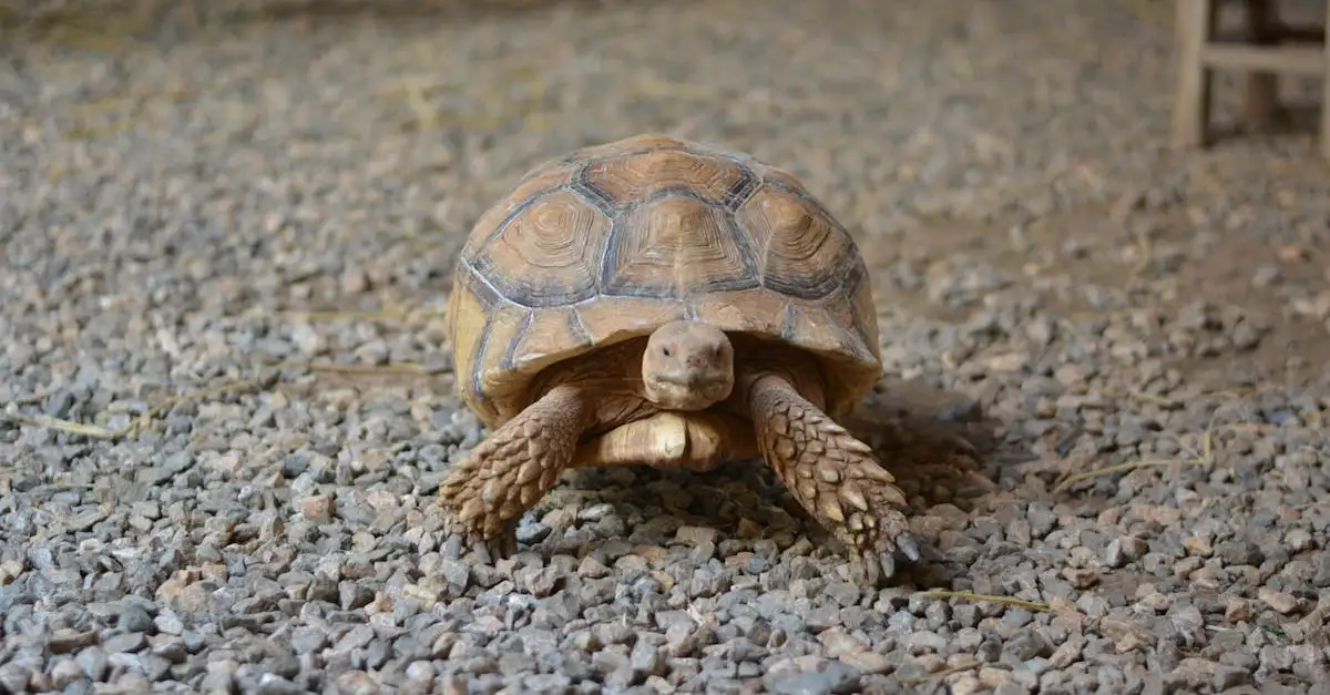 Wie passt die Galápagos-Schildkröte ihren Panzer an?