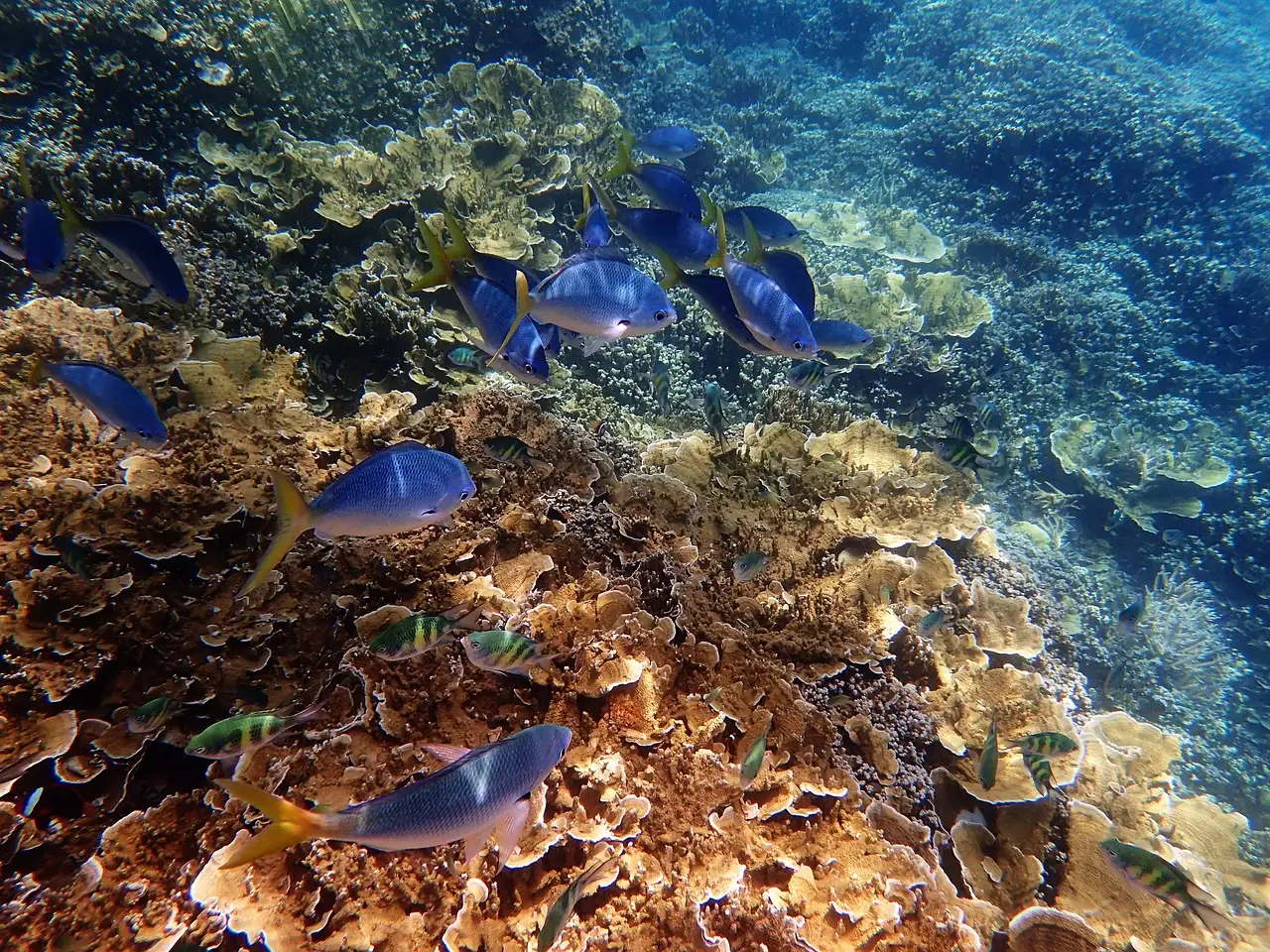 Warum schrumpft das Great Barrier Reef immer weiter?
