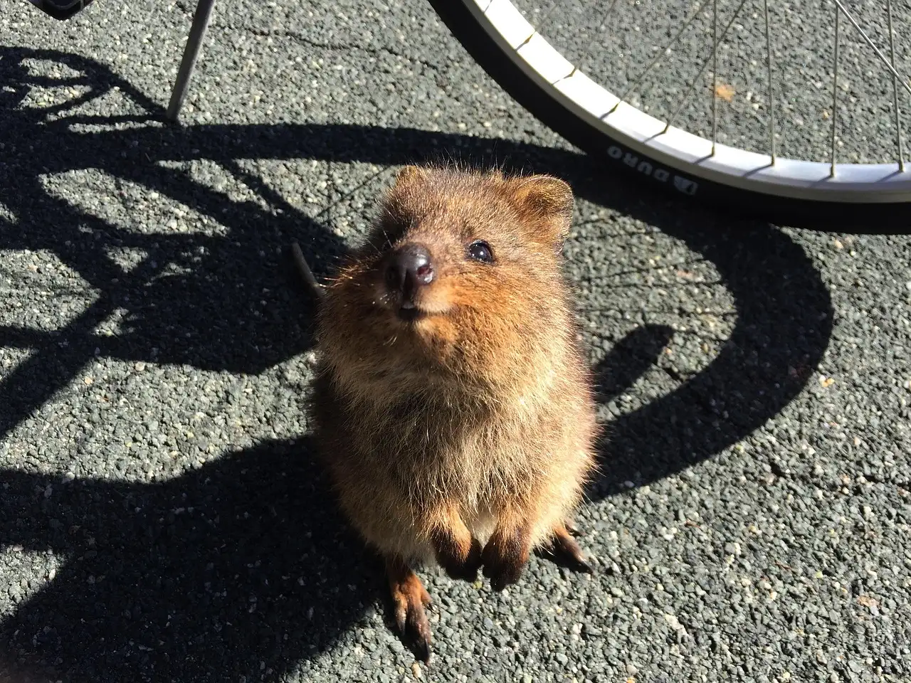 Warum sind Quokkas der Stolz von Rottnest Island?