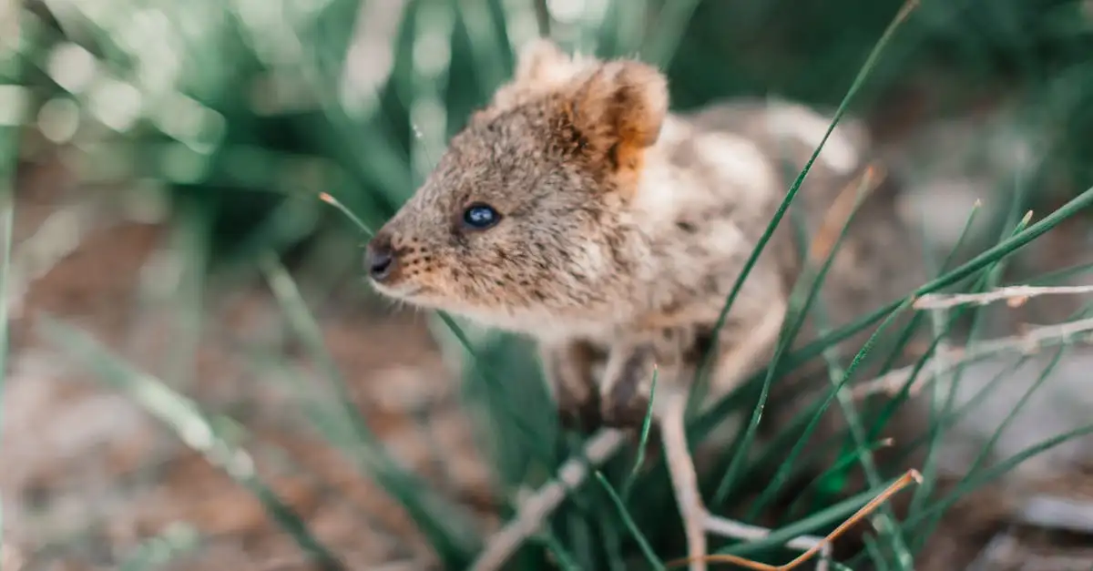 Warum sind Quokkas der Stolz von Rottnest Island?