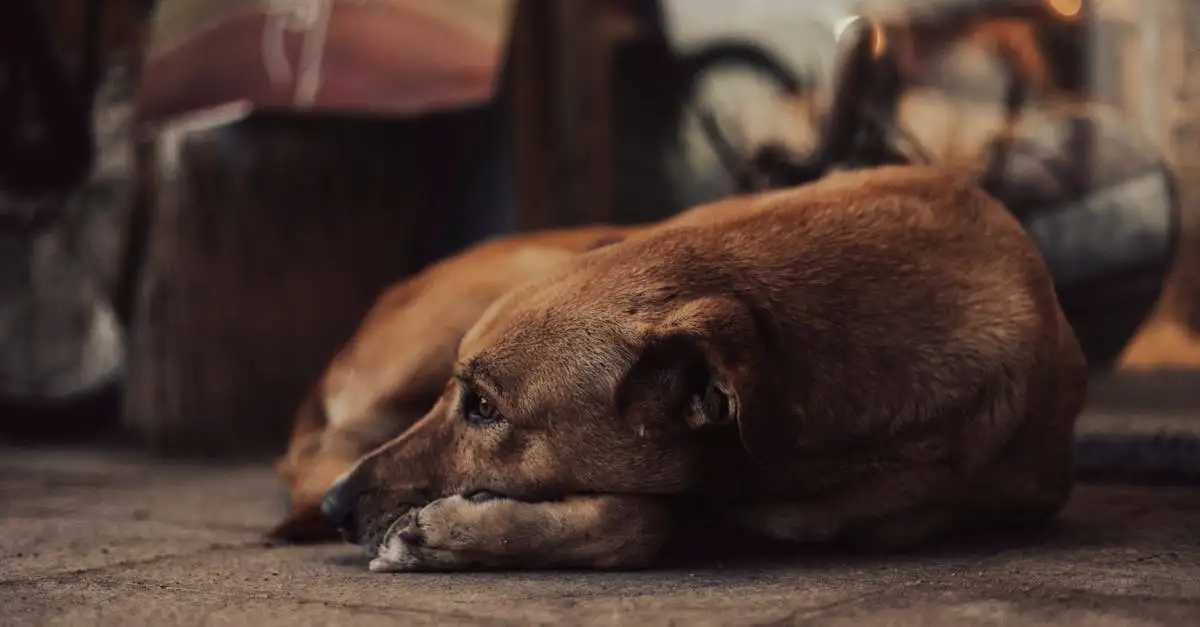 Was symbolisierten Hunde im alten Ägypten? Finde es heraus!