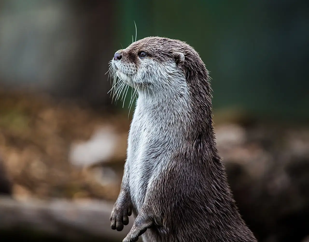 Was war die Rolle des Otters in der Mythologie?
