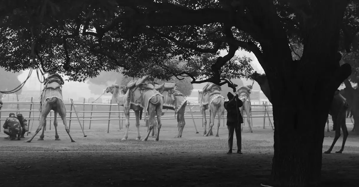 Welche Wüste ist die Tharwüste in Indien und Pakistan?