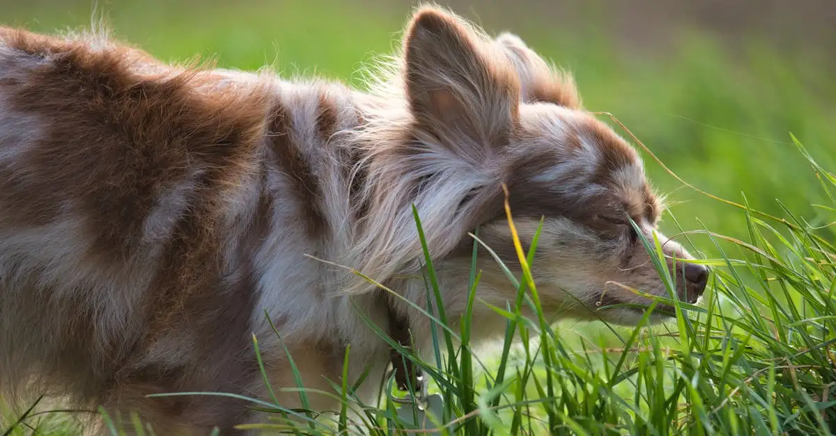 Wie gut können Hunde tatsächlich Gerüche wahrnehmen?