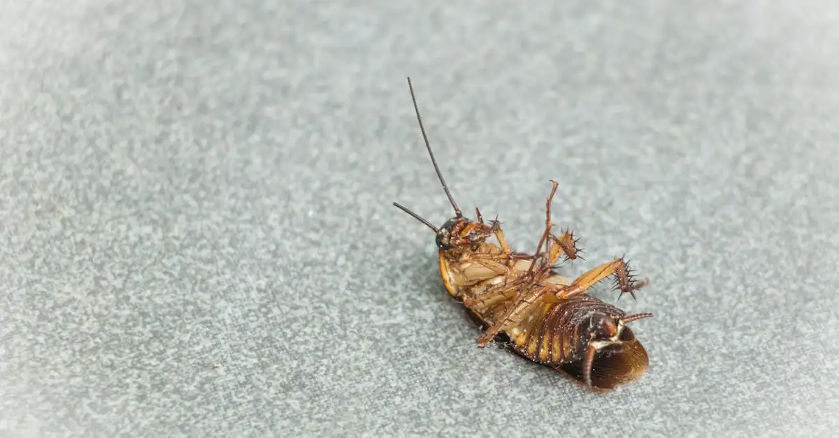 Hilft Knoblauchwasser wirklich gegen Insekten im Garten?