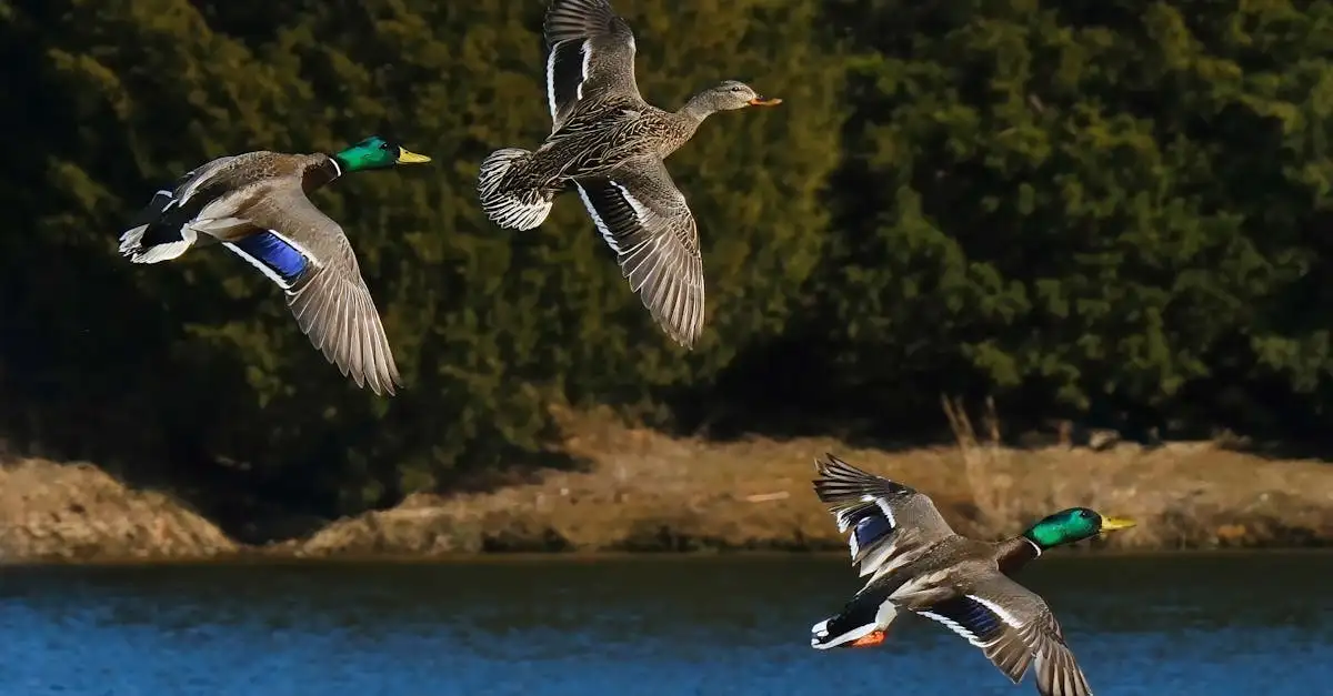 Können Vögel tatsächlich rückwärts fliegen? Entdecken Sie mehr!